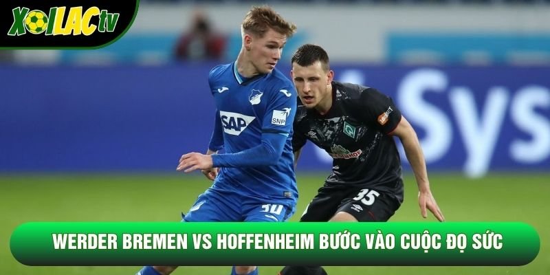 Werder Bremen vs Hoffenheim bước vào cuộc đọ sức Werder Bremen vs Hoffenheim bước vào cuộc đọ sức